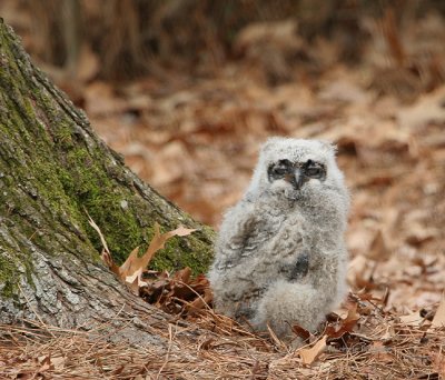 Owl Baby - Great Horned