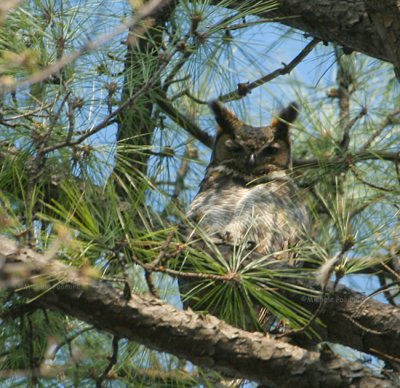 great horned female 0057 3-22-07.jpg