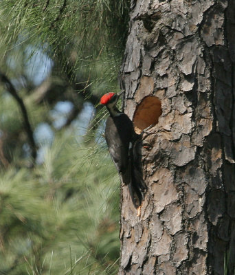 pileated 0086 3-23-07