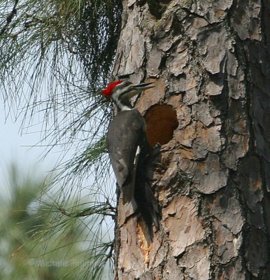 pileated 0137 3-23-07