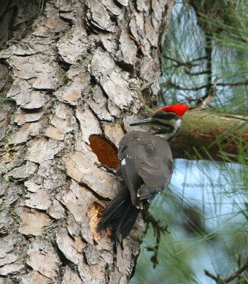 pileated 0179 3-27-07