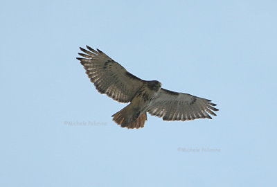 red tail hawk JRRF 0172 3-28-07.jpg