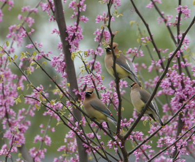 cedar waxwings 0026 4-11-07.jpg