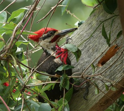 pileated 0306 5-12-07.jpg