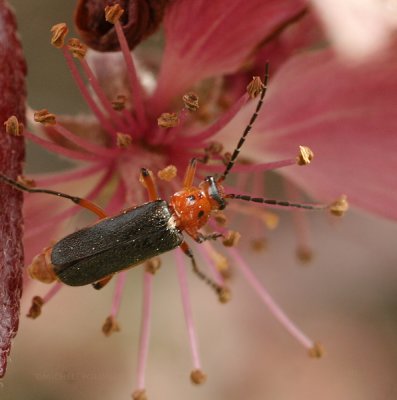 ugly bug 0272 4-14-07.jpg