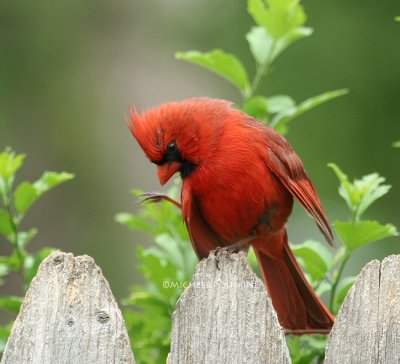 cardinal with an itch 0259 5-5-07.jpg