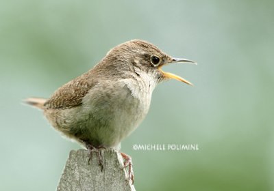 house wren 0236 5-5-07.jpg