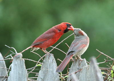 pair of cardinals 0081 6-7-07.jpg