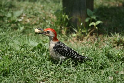 red bellied woodpecker 0177 6-16-07.jpg