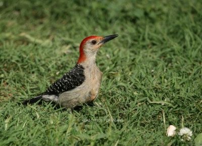 red bellied woodpecker 0313 6-16-07.jpg