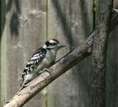 downy woodpecker juvie 0134 6-16-07.jpg