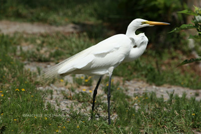 egret NBG 0117 6-23-07.jpg