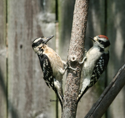 mom  baby downy woodpecker 0157 6-16-07.jpg