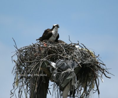 osprey nest 0232 6-23-07.jpg