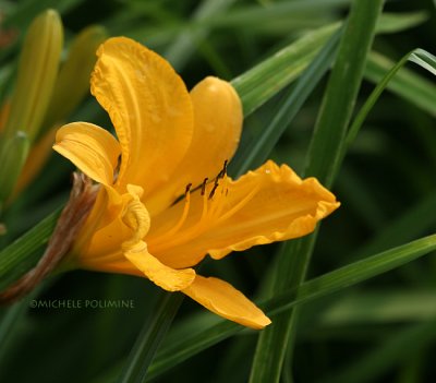 lily 0107 NBG 6-21-07.jpg