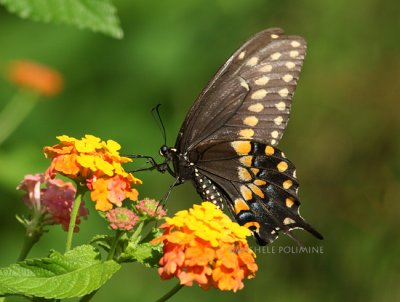 black swallowtail 0331 8-11-07.jpg