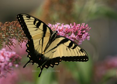 Yellow Swallowtail 0097 7-7-07.jpg