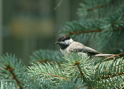 chickadee 0022 7-15-07.jpg