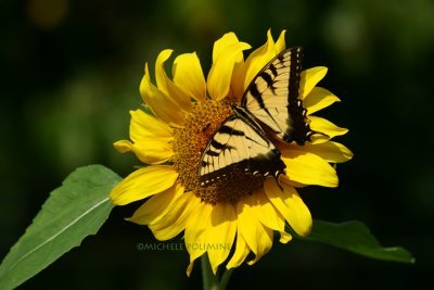 swallowtail on sunflower 0049 9-7-07.tif.jpg