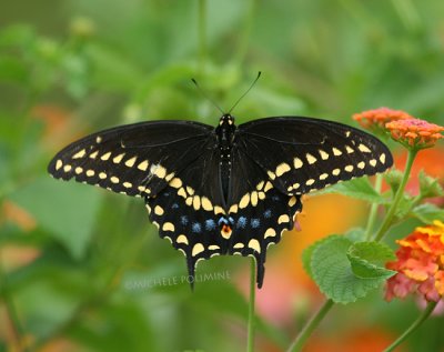 black swallowtail 0122 9-13-07.jpg