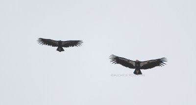 0376 California Condor 9-21-07.jpg