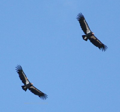 0351 California Condor 9-21-07.jpg