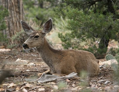 0443 mule deer 9-21-07 Canyon.jpg