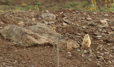 0182 prairie dog 9-22 along rt 17.jpg