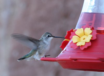 Ruby throated Canyon Motel Wms 0581.jpg