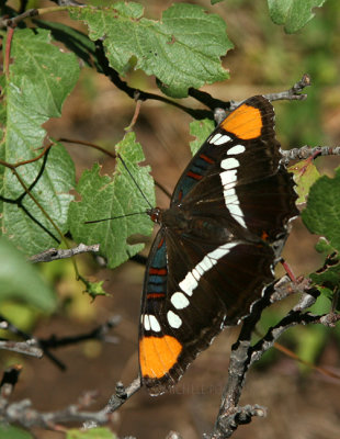 Lorquins Admiral Butterfly 0071 on Rt 89A