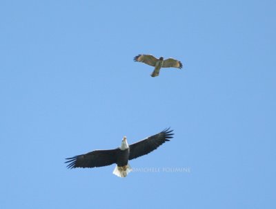 eagle and hawk 0248 10-7-07.jpg