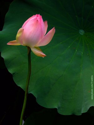 Lotus-flower & leaf