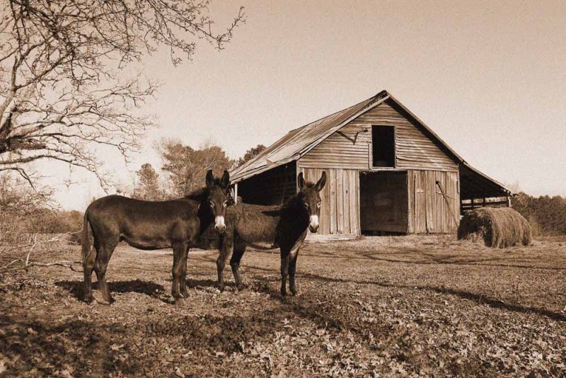 Jacks(male donkeys) hanging out at the barn