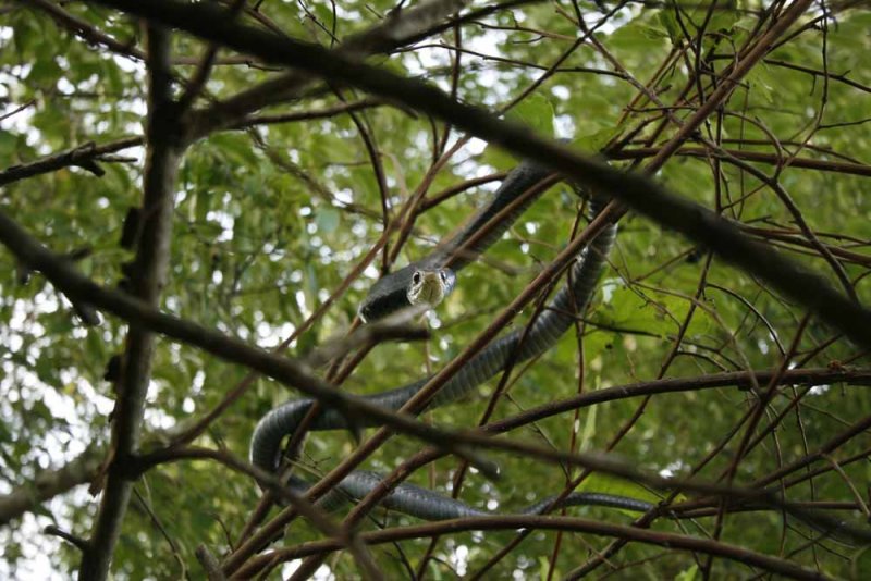 blacksnake