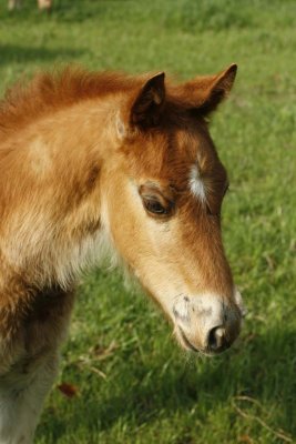 2007_foals_at_the_xt_ranch