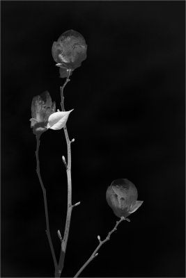 The Leaf of Magnolia
