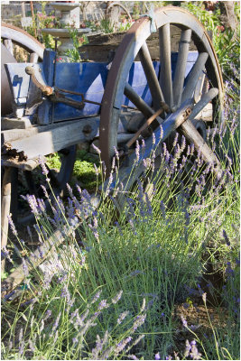 Old Cart and Lavender