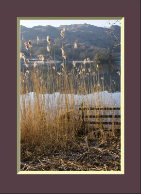 Reeds and fence