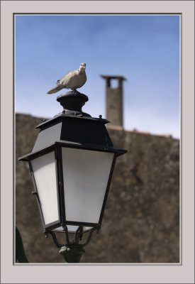 Lamp Pigeon