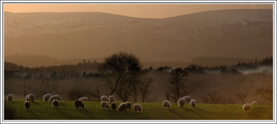 Evening graze