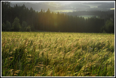 Spring Wheat