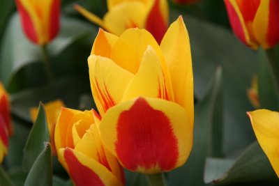Tulipes Kaufmanniana stresa.JPG