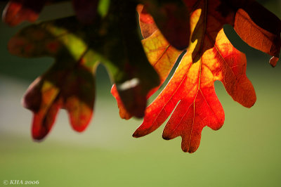 Autumn in NY