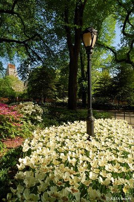 Central Park Blooming