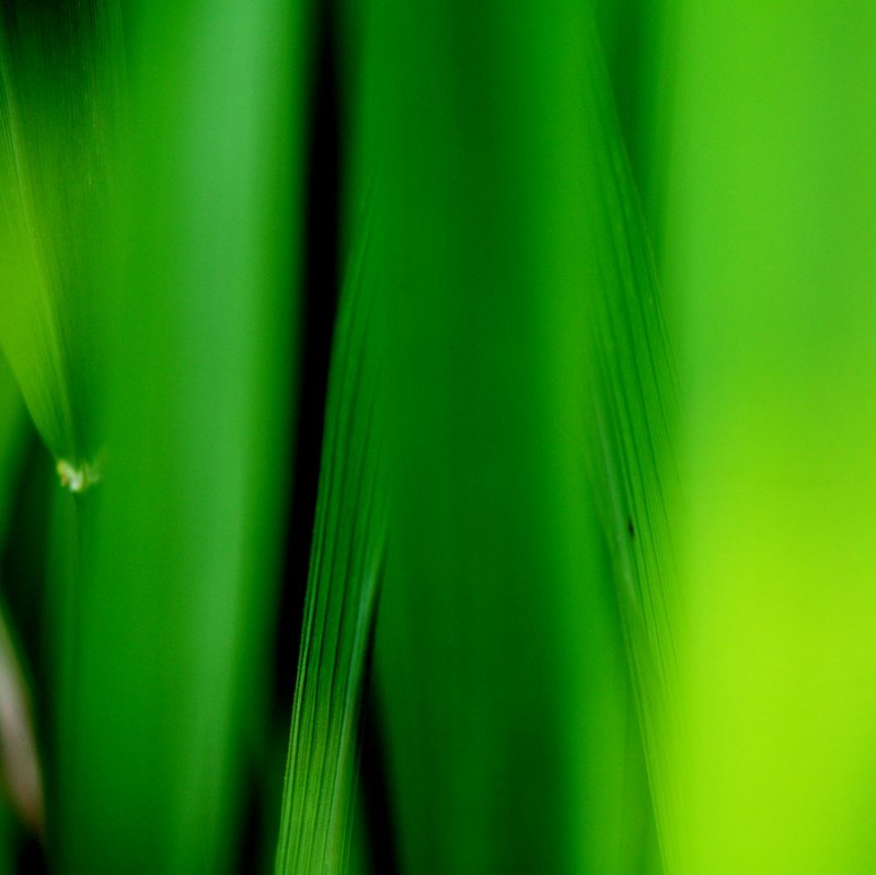 Rice stalks