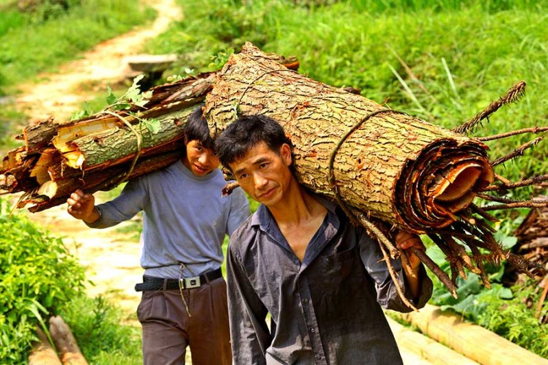 3644 Carrying Cunninghamia  bark to be dried.