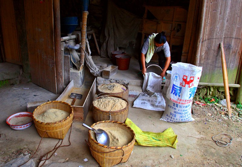 1189 Bagging the rice for later use.