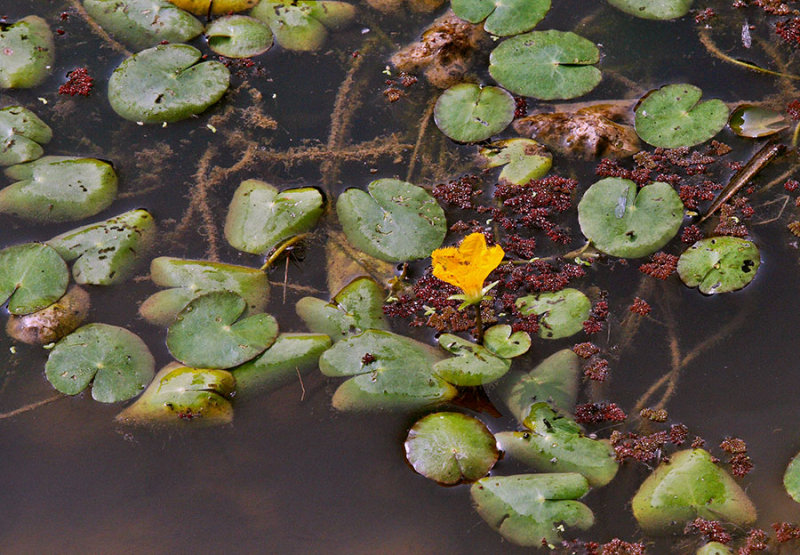 3152 A water plant used to provide shade for fish, which are approximately 3 to 4cm across.
