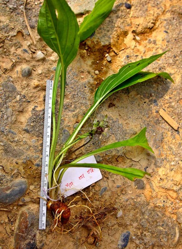 3469 Ethnobotanical field collecting with plant expert Yang Chang Jun. Tagging and scale for later identification.