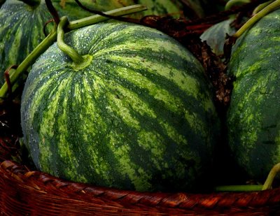 watermellon on a rainy day